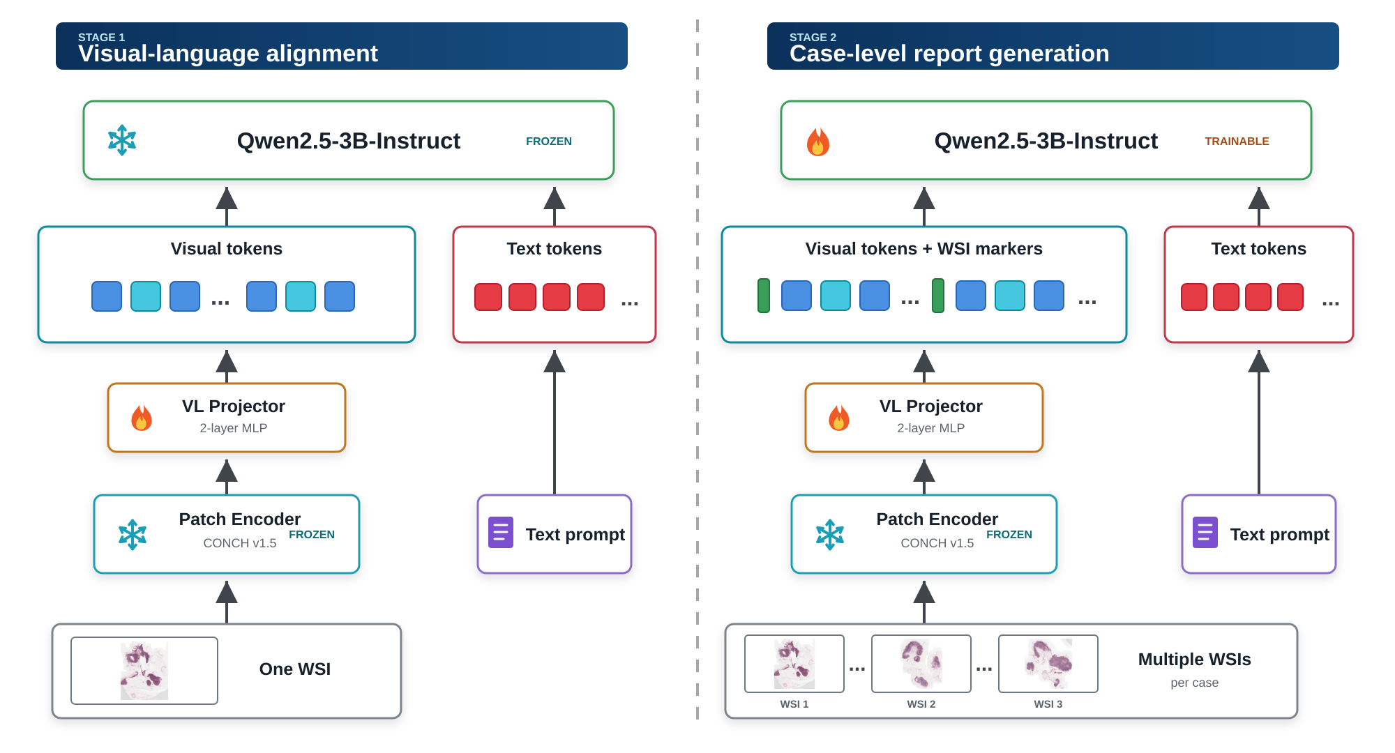 Stage 1 aligns frozen pathology patch features with a frozen language model through a trainable MLP projector. Stage 2 fine-tunes case-level report generation from multiple whole-slide images.