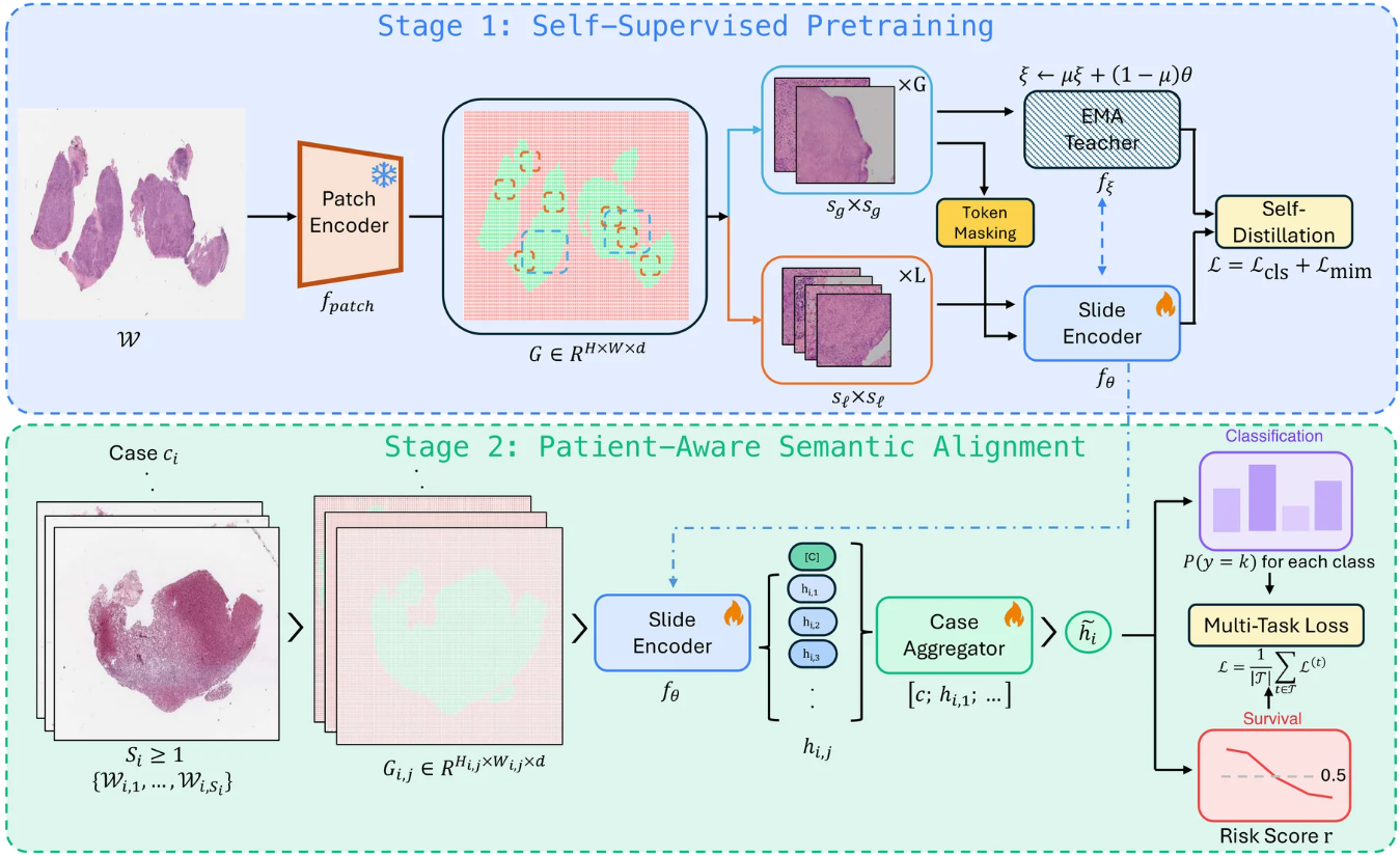 Illustration for MOOZY: A Patient-First Foundation Model for Computational Pathology